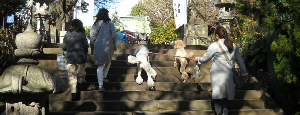 ybgꏏɂQ肵悤IusJT{v