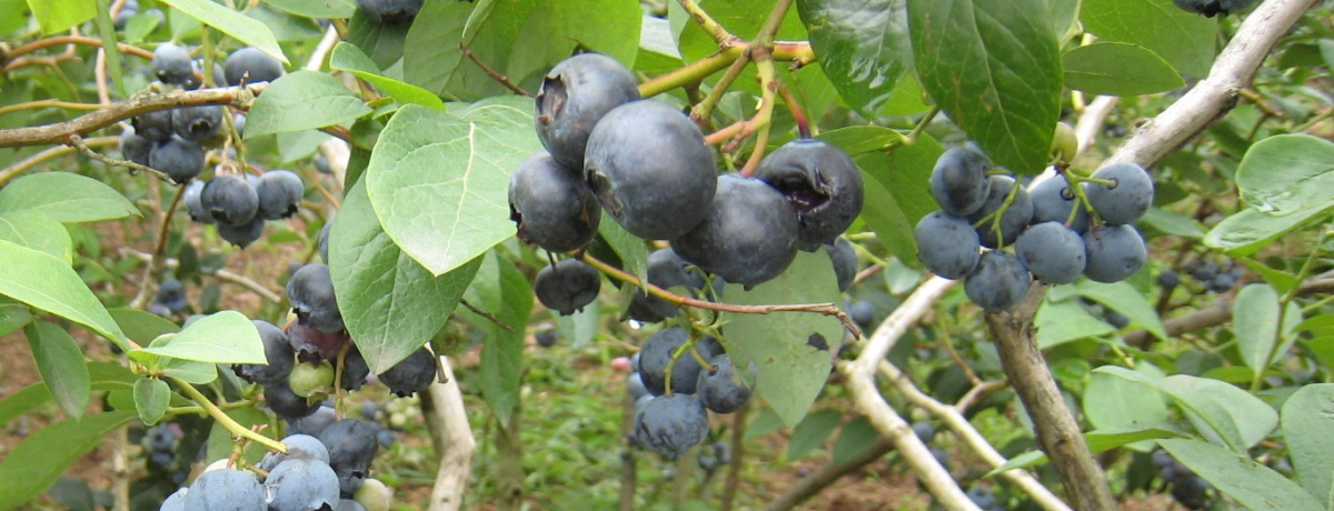 CLCL ΁Eu[x[肪y߂{OYnΎs