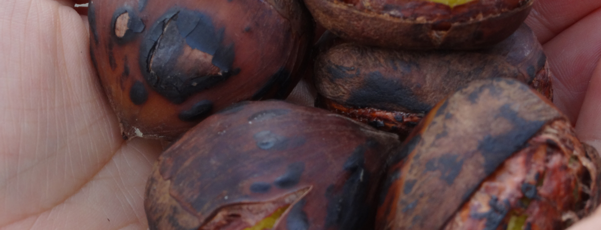 aI̋ɂ݂!!I̐Y{̈錧}ԂłقK