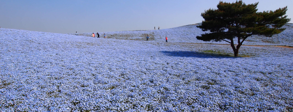 GW͍cЂCl̑J!!ȃltB̍炭u