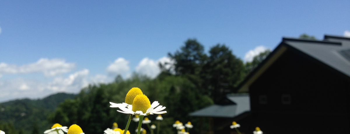 ���Ԕ��ɔ��܂낤�I���ܖ�u�J�~�c���̏h �����b���v��10���{�̃J�~�c���̉Ԃ��炭