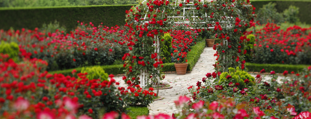 �閧�̉ԉ����ʌ��J!!�����u�z�e���j���[�I�[�^�j�v3���ւ̃o����