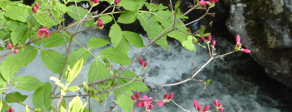 �����Ɛ�A�����Ɛ����A�ԍ炭��ƍ����փn�C�L���O�ɍs�����I