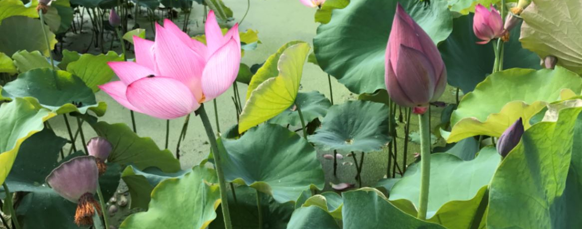 ₩Ș@inXjɐA䌧uԂ͂v֍sI