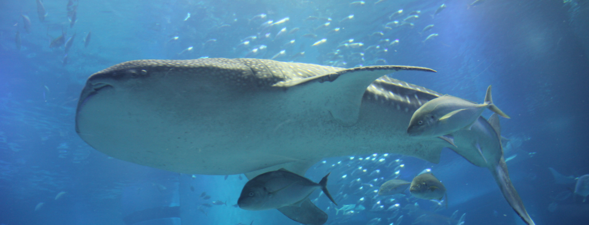 L`uCVفvqluՃm[gvŌGȂTI