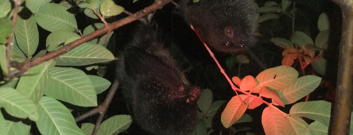 ��܂Ŗ��͓I�I���}���ł����ł��Ȃ��i�C�g�c�A�[�ɎQ�����悤�I