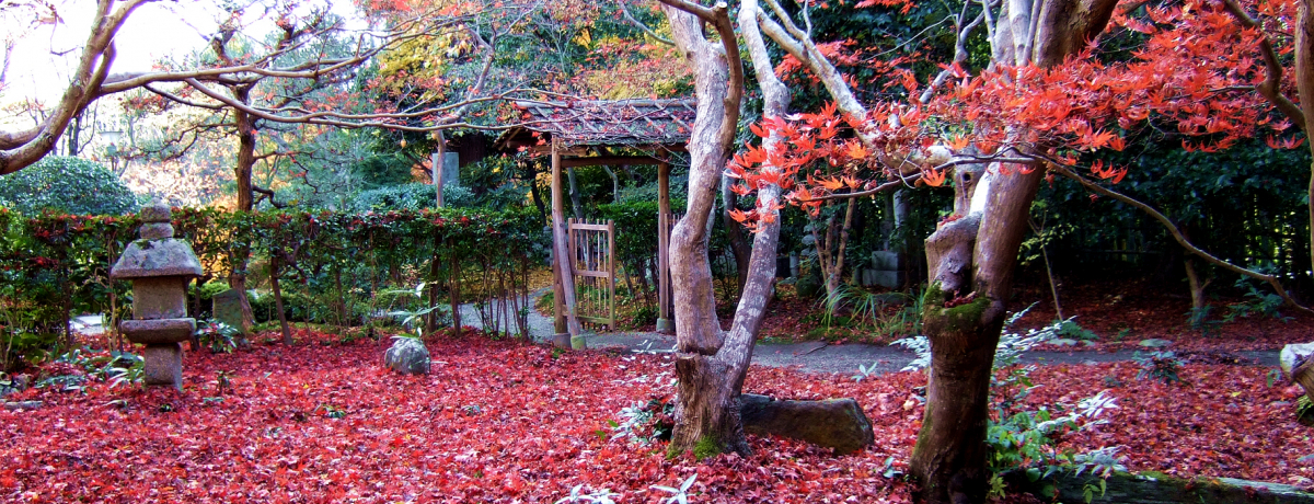 ���ʈ�ʔq�ρI������Ƃ����q�S�l����Ҏ[������Y���}����