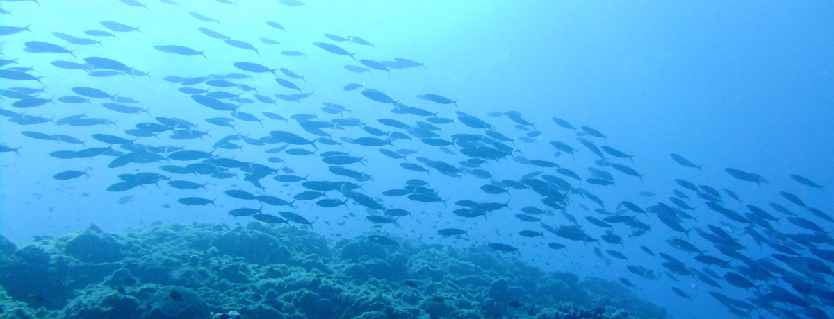 C̐E̎HႢ܂IERY̏}̊CUh