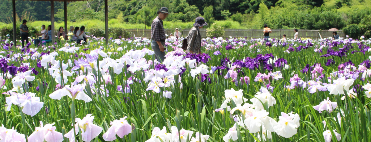 ԏҊƐ݂IẲB̏sEXu_ЁvfGI