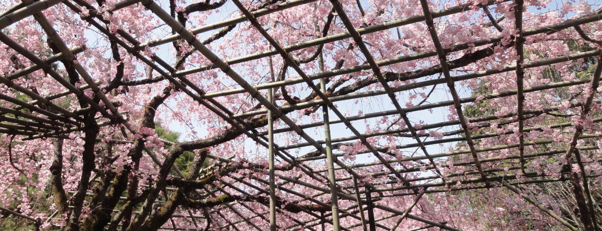 ̉ɂƂIsu_{ _v̔dgƋss