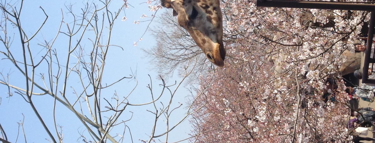 ͊֐L̍X|bgIqAԌɍœKI_ˎsq