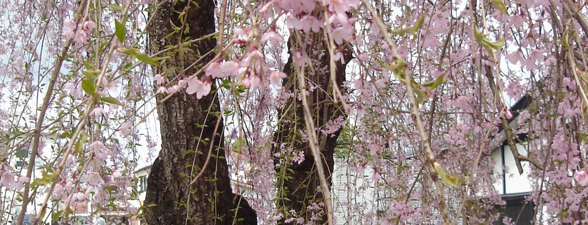 ����ࣖ��E�H�c�p�ق�2km�ɓn����̃g���l����400�{�̎}�����