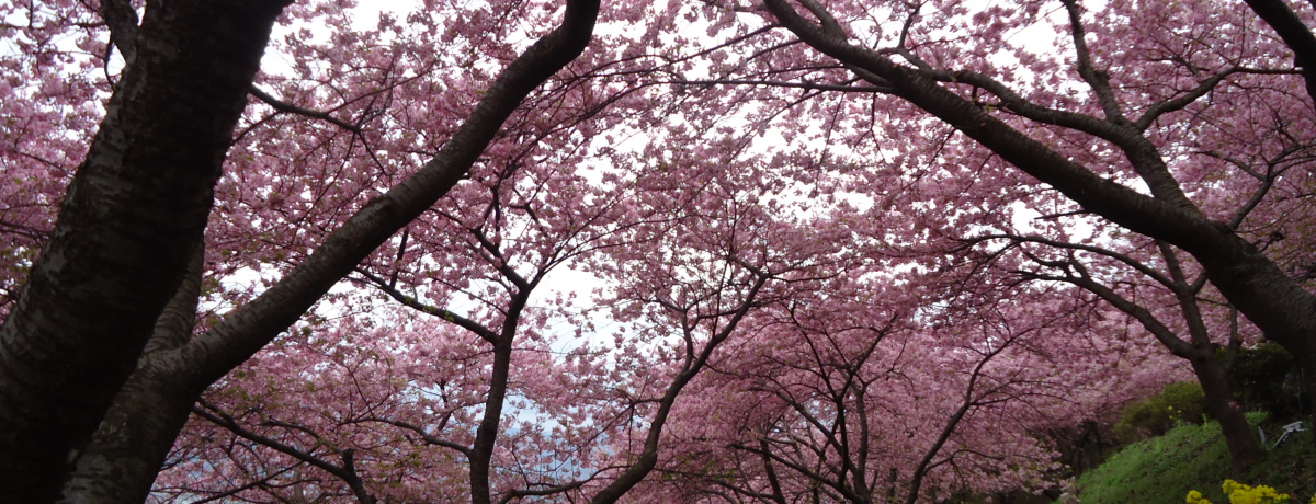 ΖʂɍL^sNI_ސ쌧c̉͒ÍI