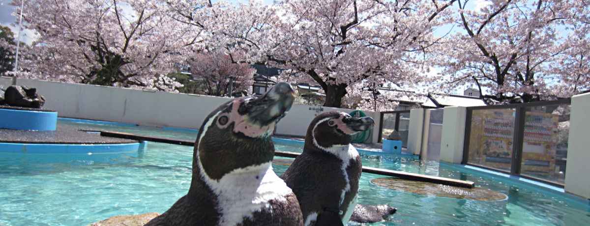 �������ł��Ԍ��I�H��l���q�����y���߂�I���s�s������