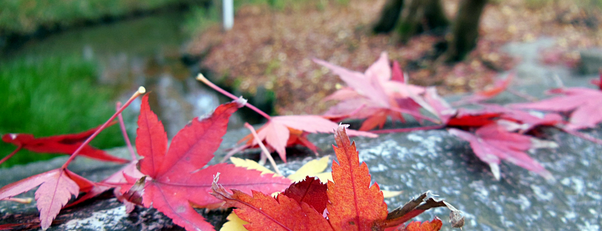 sňԒxgtIƕsvcȔNɐFÂ̐XI