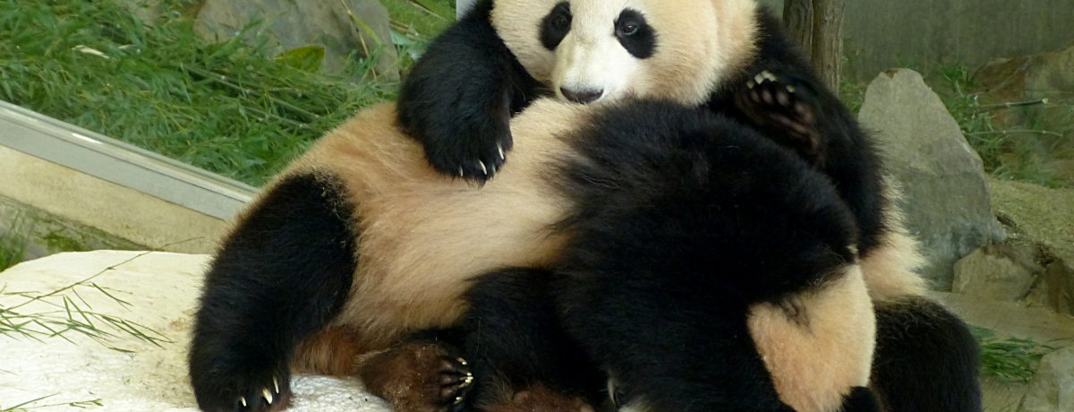 lJCCIa̎RAhx`[[hɂ̓p_W