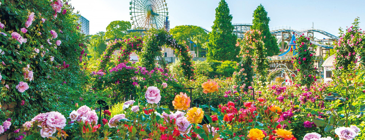 ̃o̖͗VnIЂp[u[YtFXeBov