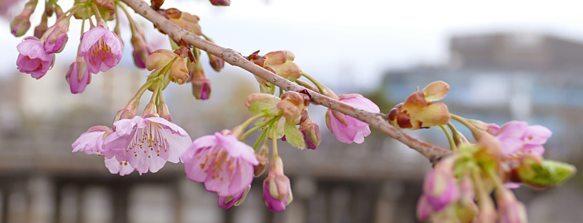 ���̑��炫���ł��Ԍ��I�͒Í��ŏt�̖K��ꑫ��ɖ��키�ґ�