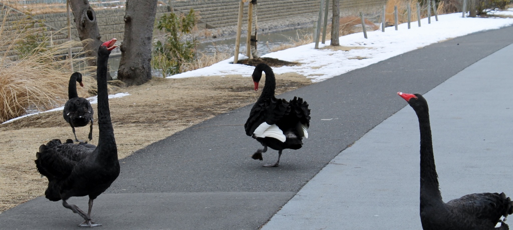 E2ʂ̍Lւ鐅˂̃IAVXuyv𖞋i