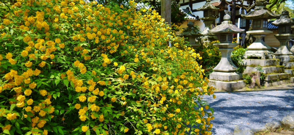 suЁv͎R̖BFɐ܂iւ̂Ȃ