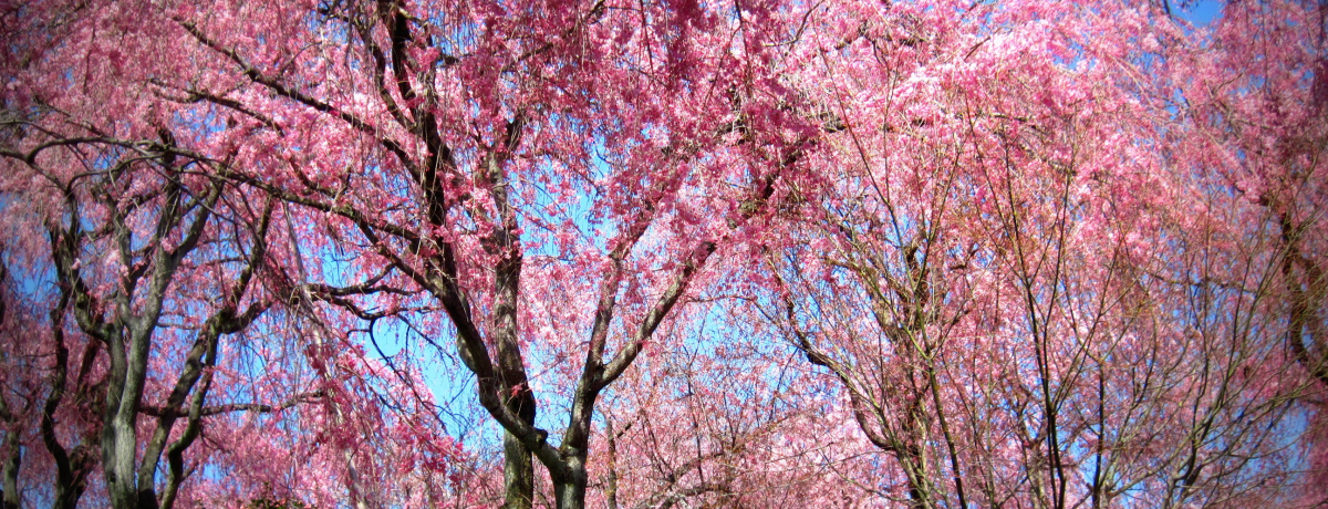 ���s�u���J���v�͋��s�l���s�������}������̓������I