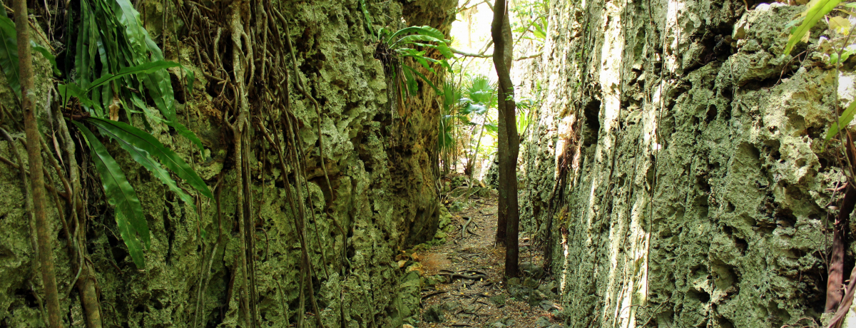 �􂯂��n�I�u�o���o����v�͒n�k�ϓ��̊��]�[���I�`��哌��