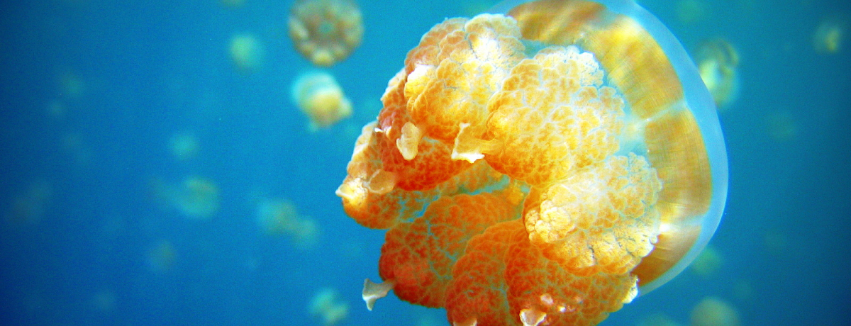 �܂�ŉF���V�j�I�H�p���I�w�W�F���[�t�B�b�V�����C�N�x�ŃN���Q�Ɖj�����I