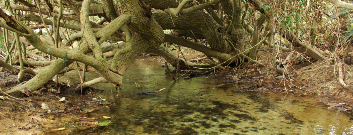 ́uiXK[jv͐EɂQȂ̐I