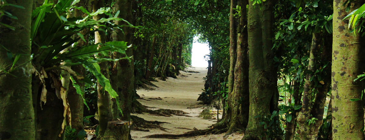 �u�����̃t�N�M���؁v�͂܂�Ńg�g���̃g���l��!?����̌����i���y������