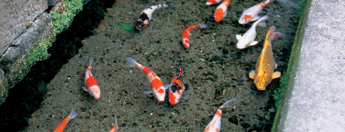 �u��̉j���܂��v�ŗ����Y�����̓s�A�����𖞋i���悤