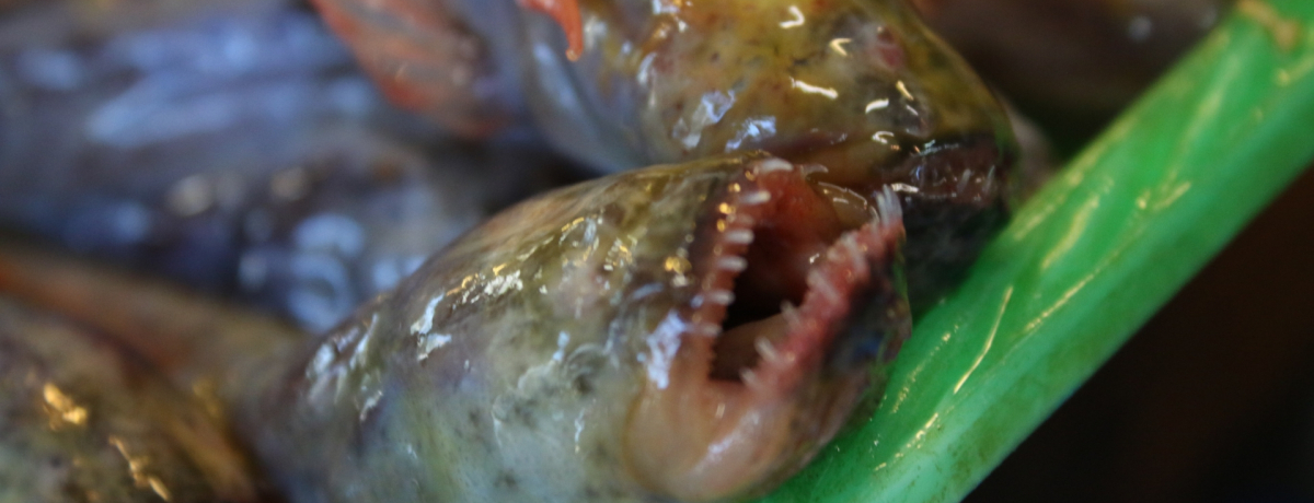 LC̃GCAIX{̈|I邨yYTI