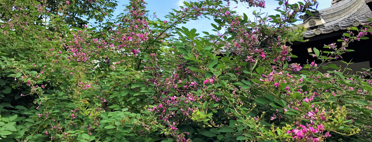 ���s�u���ؐ_�Ёv�͔��̖����I���̋{�ň��ł�H�̉�