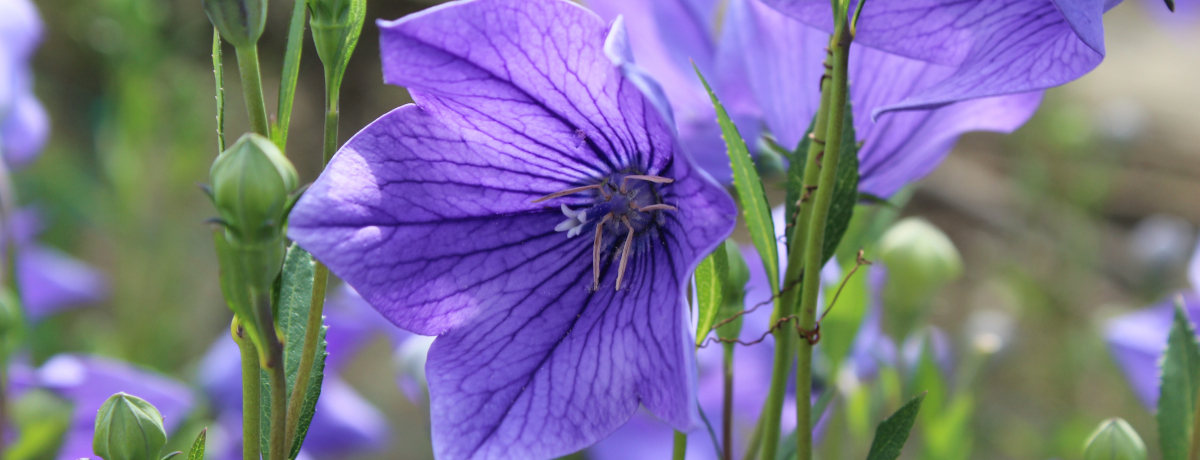 �i�ق�����I���s�T���Ŗ��q���G�䂩��̒n���߂��낤