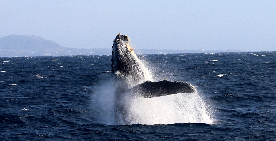 �~�̉����哇�Ńz�G�[���E�H�b�`���O���I�X�X�����闝�R