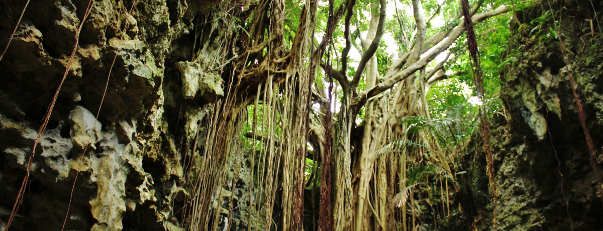 ����u�K���K���[�̒J�v�Ŋ����̌��c�A�[�ɏo�����悤�I