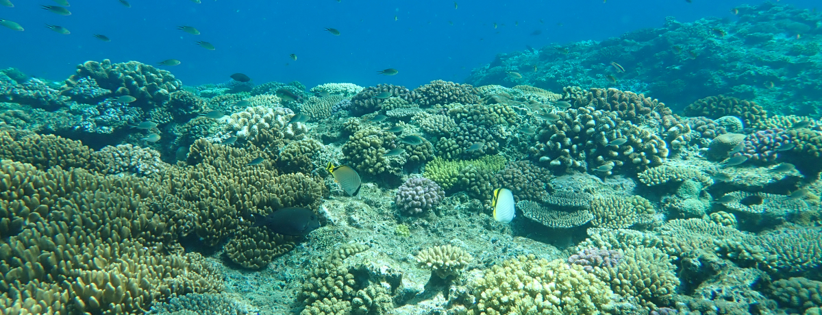 ߔe`ɂ܂̃TS!?CόVDuARKREX IvłyN[YI