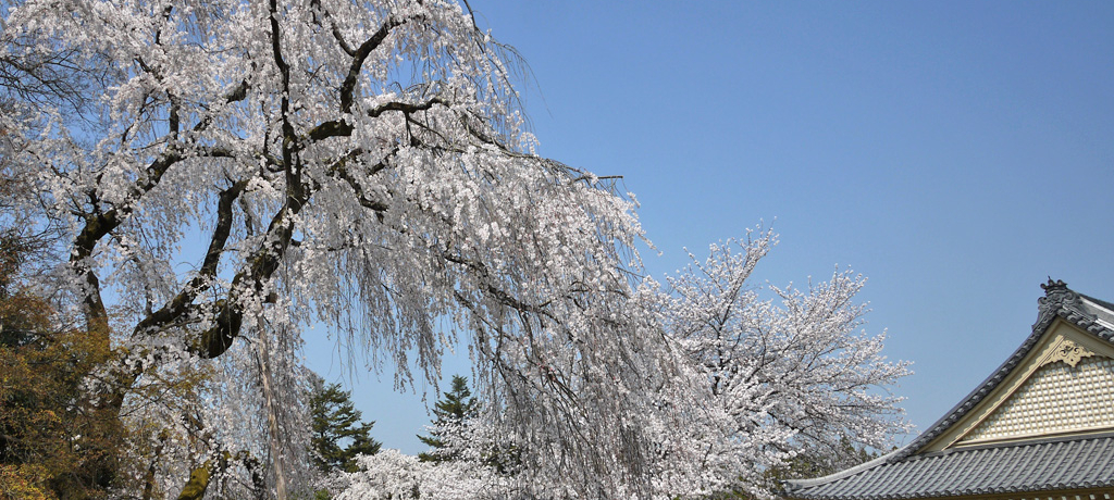 su펛vő̉ԌIGgŌɌł悤