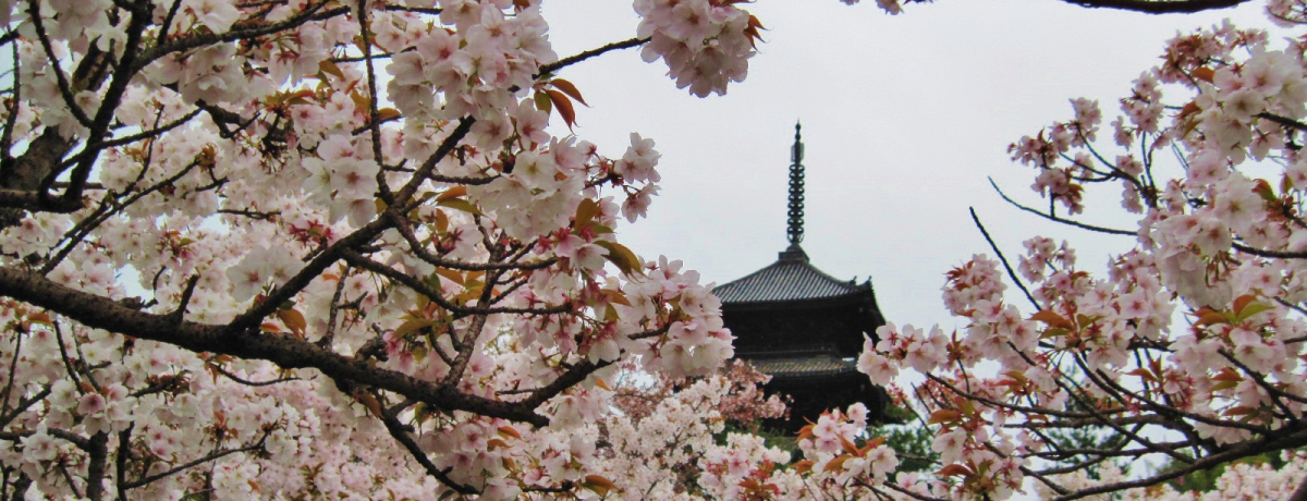 ���s�u�䎺�m�a���v�Œx�炫�̌䎺�������ł悤