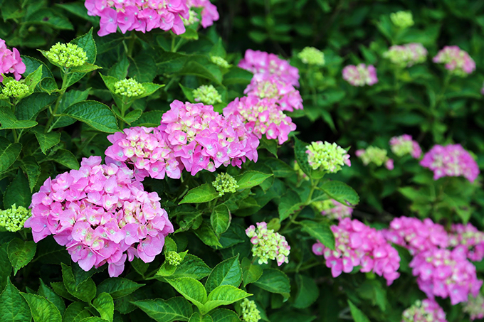 ���z�Ԃ������ɍ炫�ւ�\�o�̉Ԃ̎��I�`�������i�����������j�`