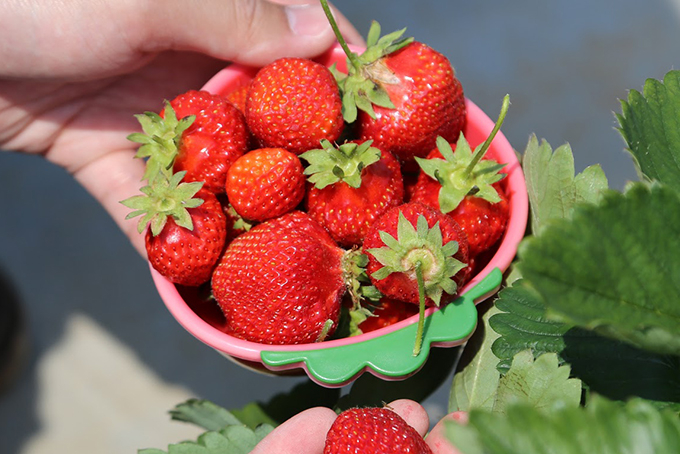 \o̓{C]ސԍnŏ{̃C`SI`ԍ肢`