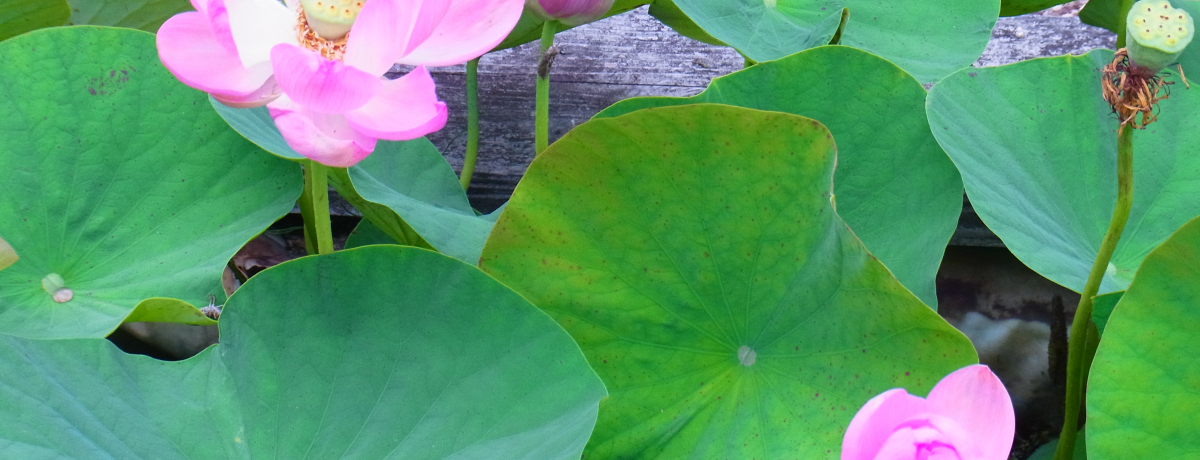 ̗Eߍ]xmR[̖F(ꌧ)̉Bꂽp[X|bg