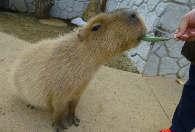 JsoɐGߐ{ǂԂłق킩̌I