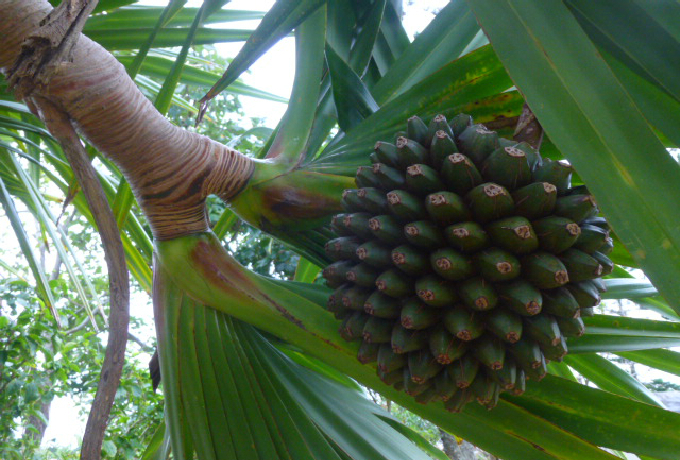 ������̉����I�Ǎ��̉�ƁE�c���ꑺ���p�ق�����u�����p�[�N�v