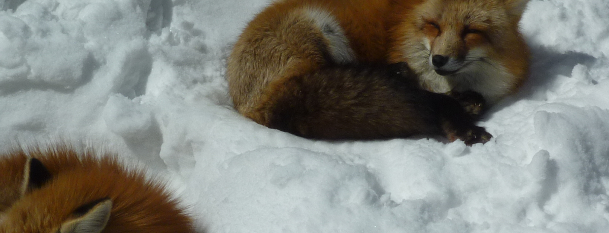 ɂ̖̌ĨLclƗVڂu{鑠Lclv