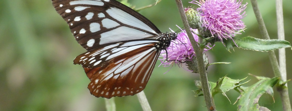 �n�蒱�A�T�M�}�_���̔򗈒n�I�Q�n�u�ԏ鎩�R���v�Ŗ����̐X�U��