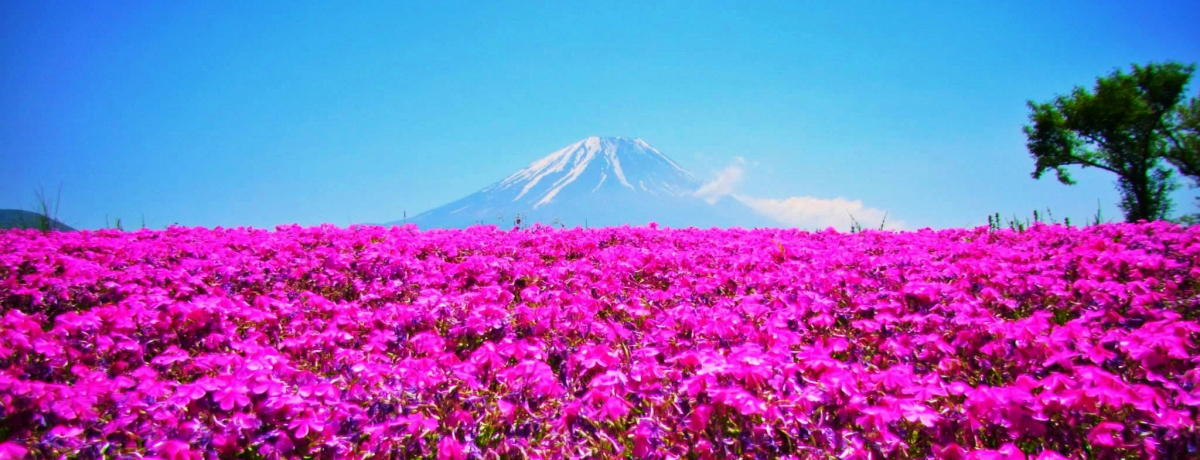 �ŋ��R���{�͂ǂ�H���x�ł��s�������x�m�R�������ߎB�e�X�|�b�g�I