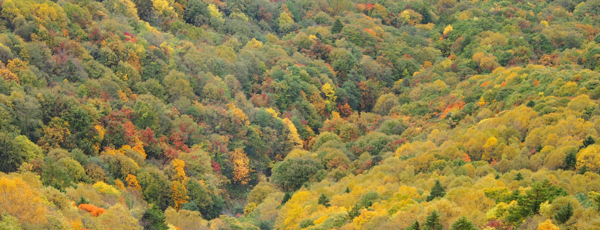 m̃XP[AV䍂[vEFCŋ󂩂̍gt