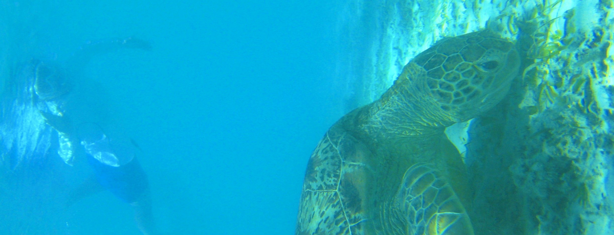 �E�~�K���Ɖj�������l�K���I�ߔe����D��50���A�c�ǊԁE���Ԗ�����