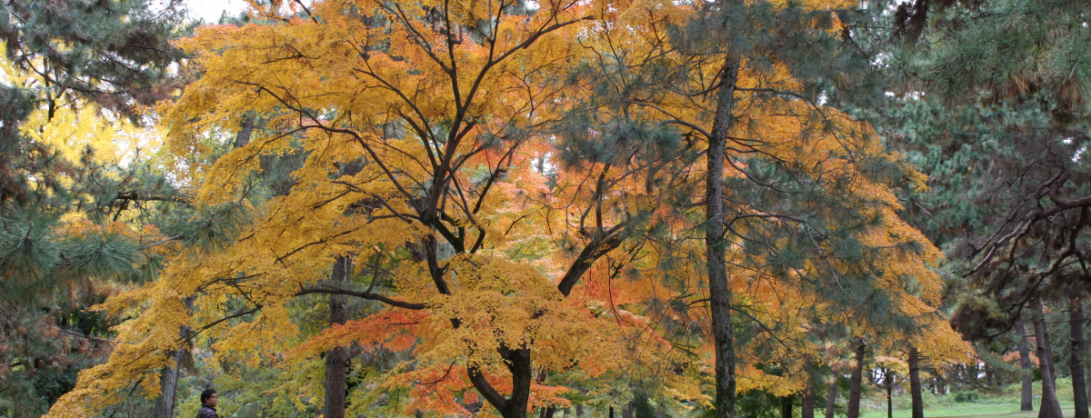 Ō! яH̋s䉑ŌÑFyށB