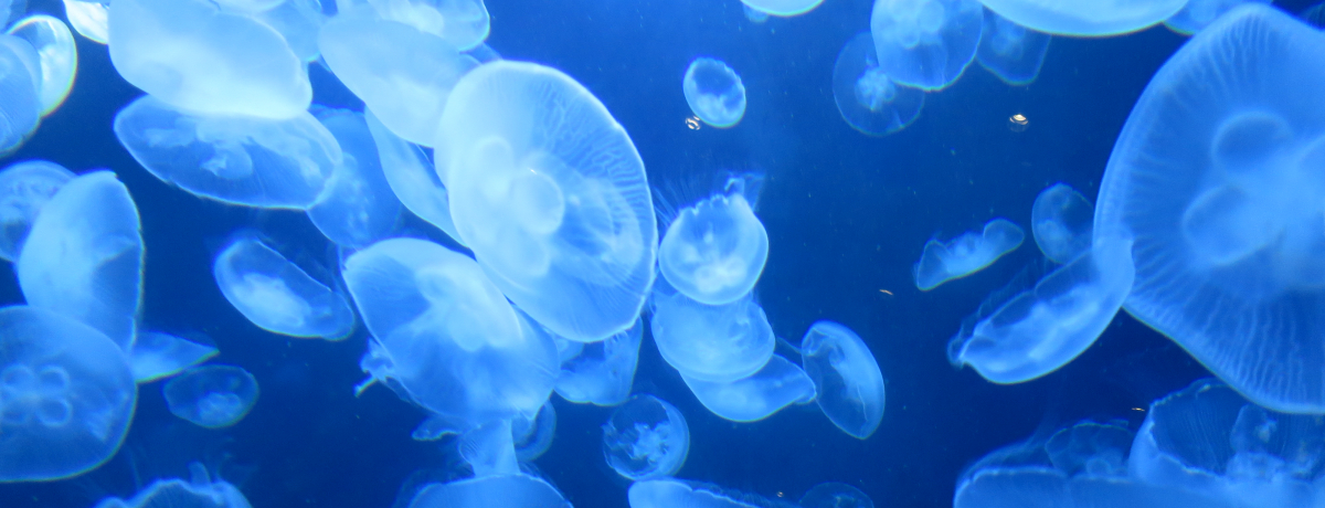 �N���Q�̓W����ސ��E��I�߉��s�u���ΐ����فv�Ō��z�I�ȑ̌����I